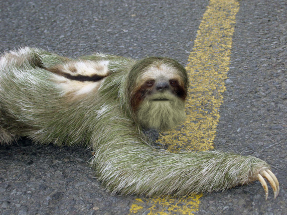 got slothley